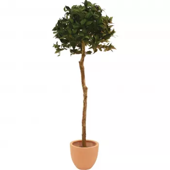 EUROPALMS mākslīgais lauru koks ar bumbu, 180cm 82506946