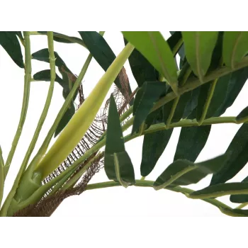 EUROPALMS mākslīgais palmu augs Parlour Palm, 150cm 82509495