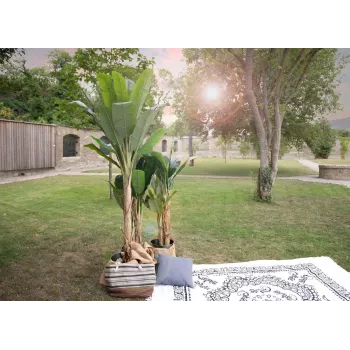 Mākslīgais banānu koks EUROPALMS, 210 cm 82509507