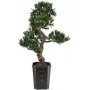 EUROPALMS Bonsai Podocarpus mākslīgais augs, 80cm 82600116