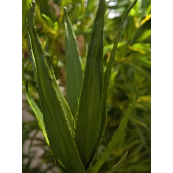 EUROPALMS Aloe (EVA), mākslīgā, zaļa, 50cm (82530570)