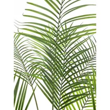 EUROPALMS Großblatt-Areca mākslīgā Areca palma, 185cm (82509442)