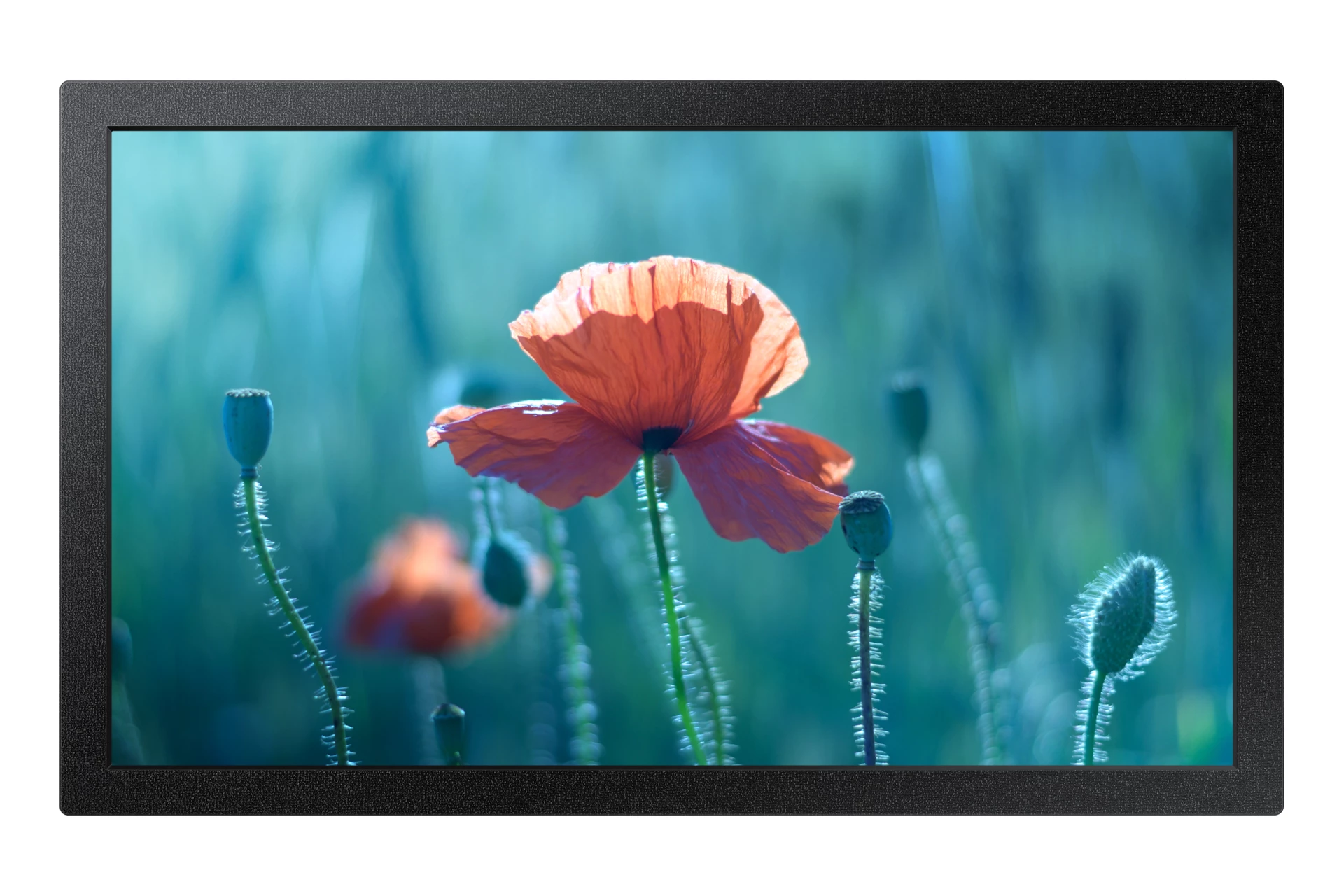 Samsung QB13C 33 cm (13 collu)