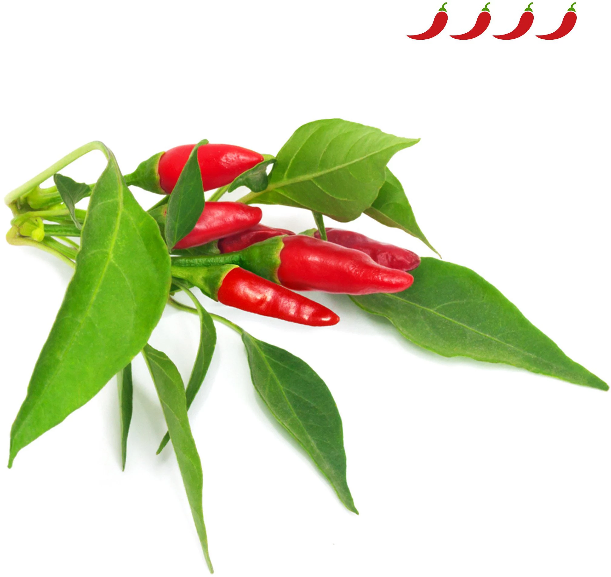 Click & Grow Piri Piri čili