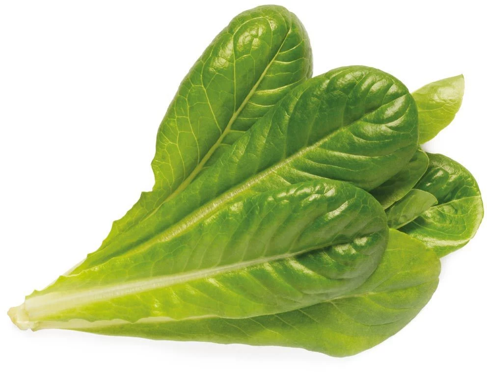Click & Grow SGR50X3 Salātu augu