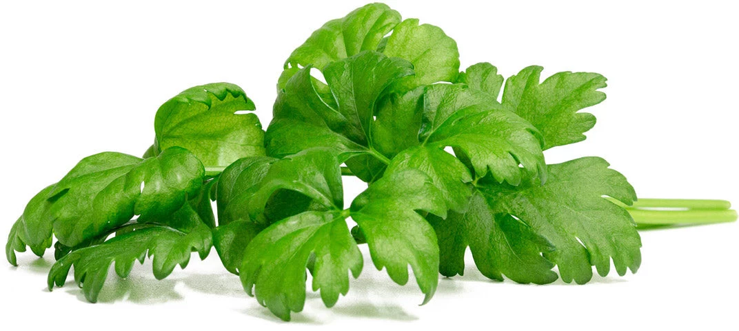 Click & Grow lapu selerijas augu