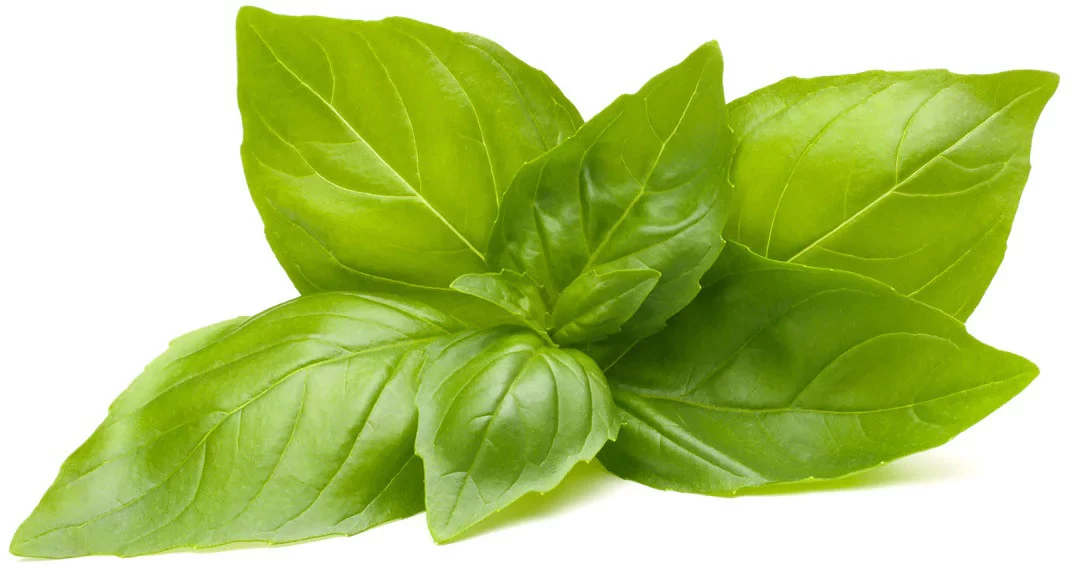 Click & Grow citronu baziliku augu