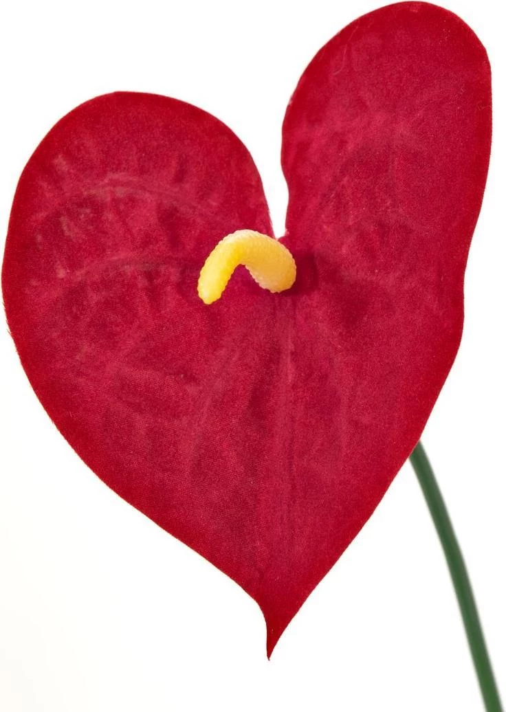 EUROPALMS mākslīgā anthurium puķe, 70 cm