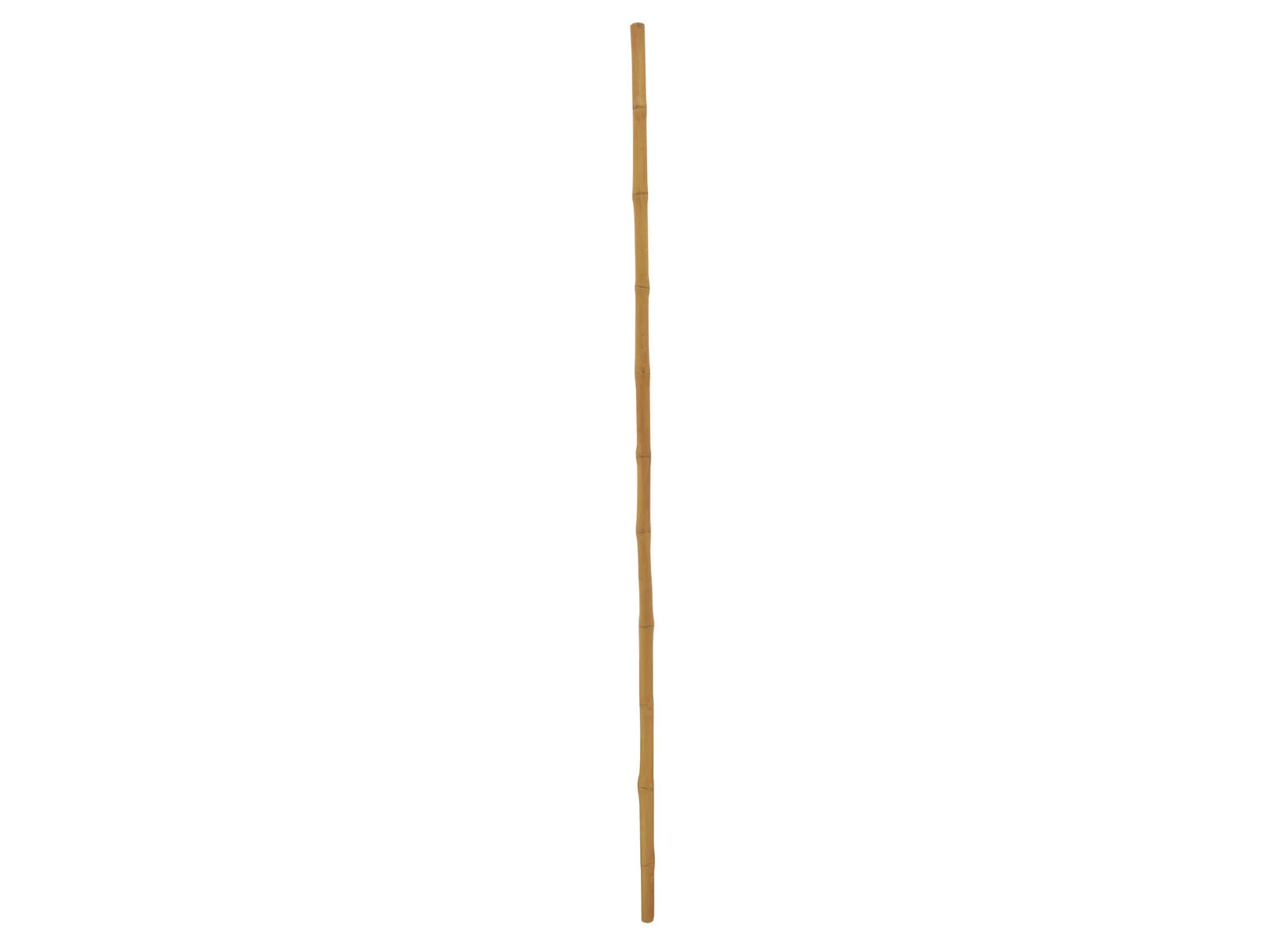 EUROPALMS bambusa stabs, Ø 3 cm
