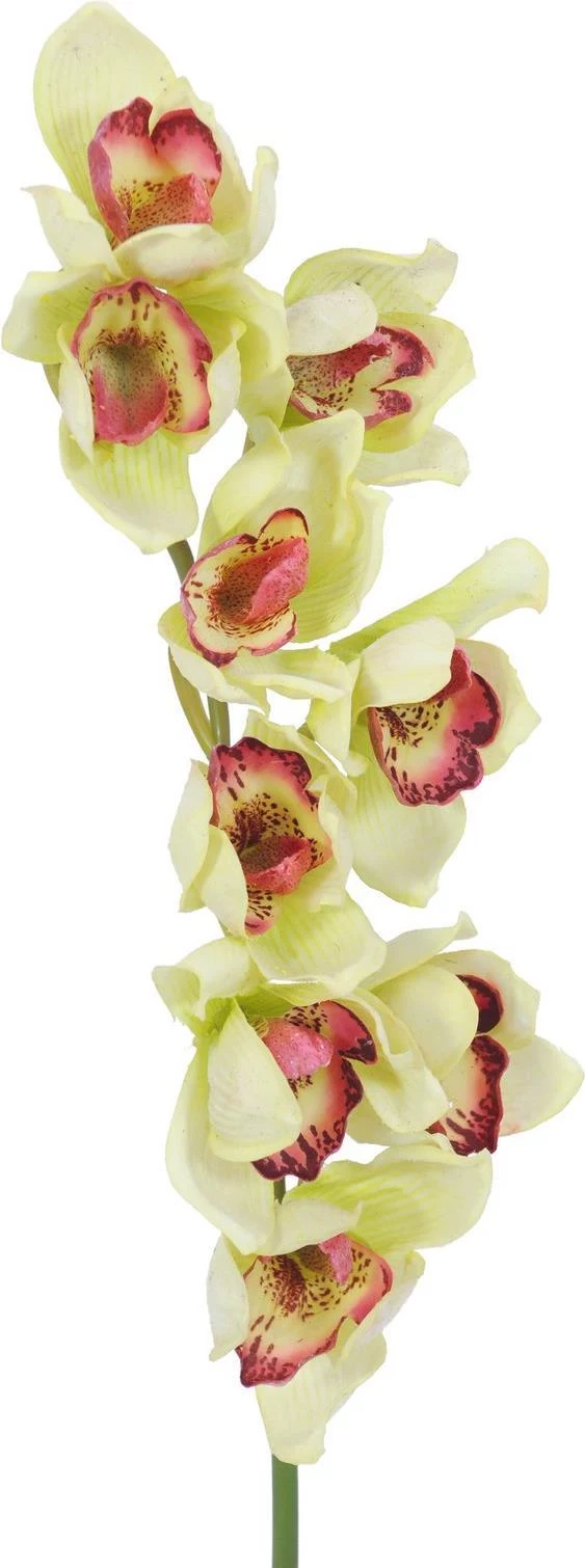 EUROPALMS mākslīgais Cymbidium orhidejas zars, zaļš