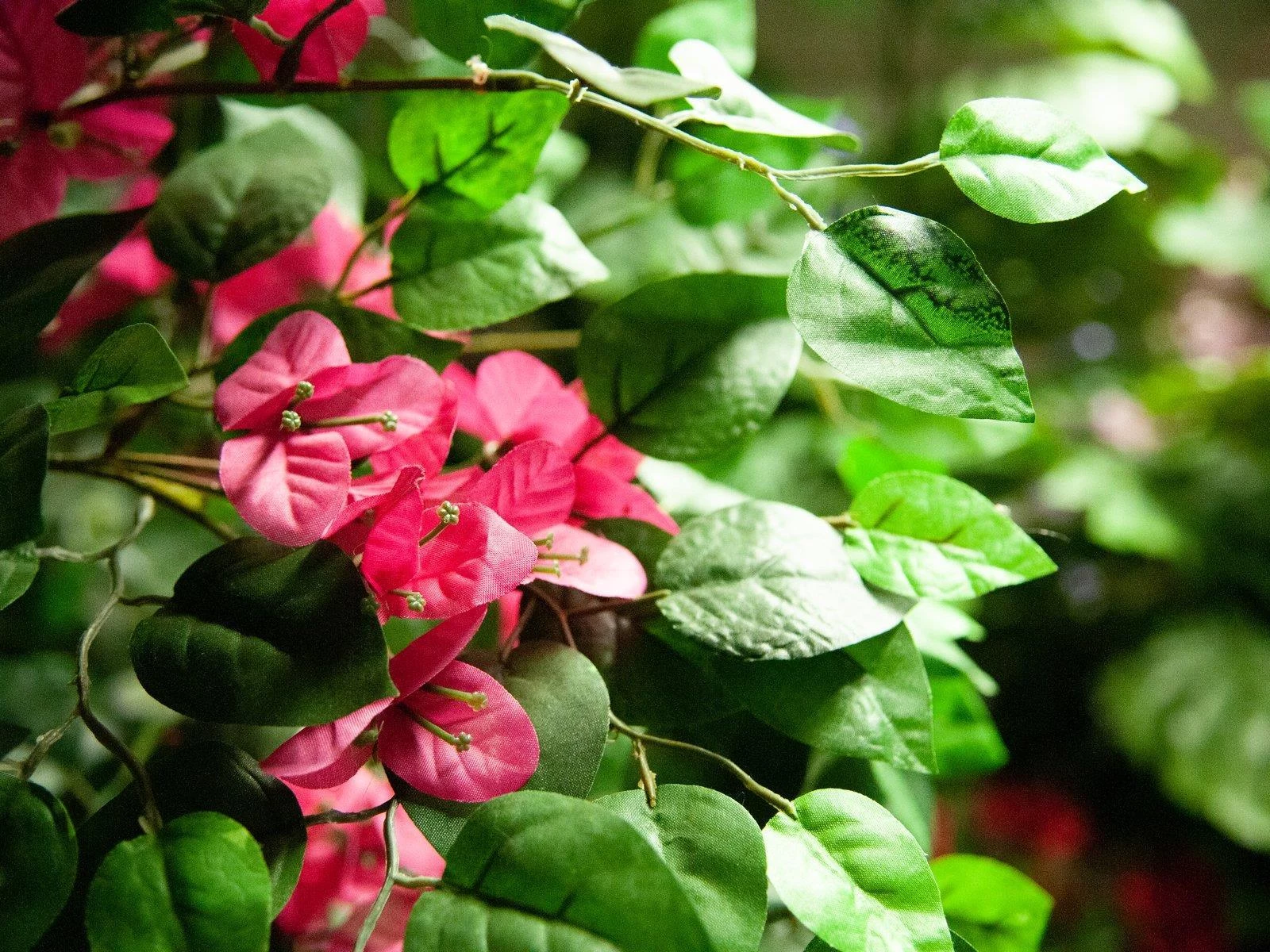 EUROPALMS Bougainvillea mākslīgais augs, rozā, 150