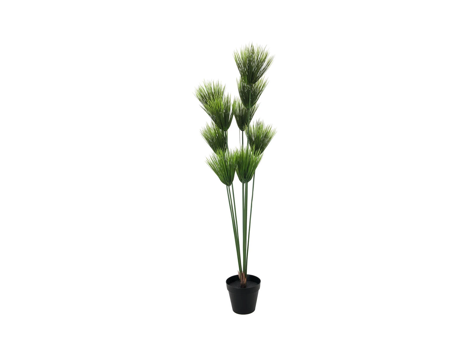 EUROPALMS mākslīgais papirusa augs, 150 cm