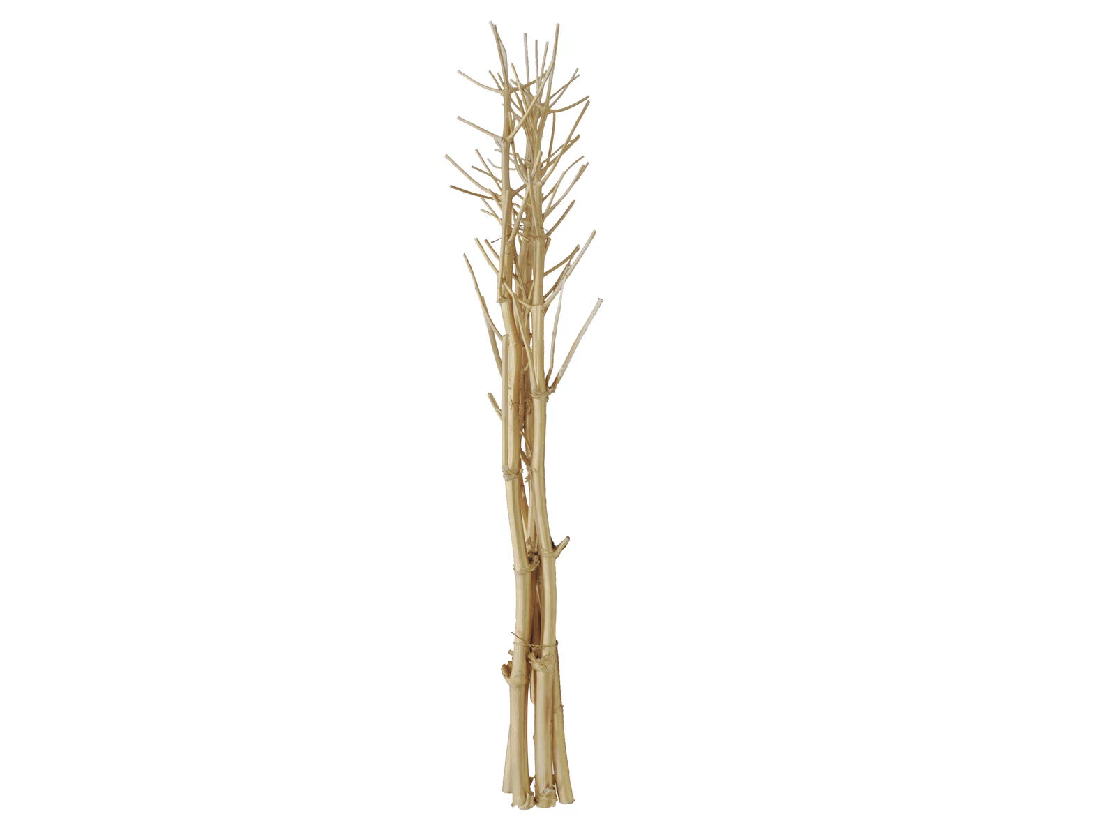 EUROPALMS žāvētu fenheļu pušķis, zelta, 160cm