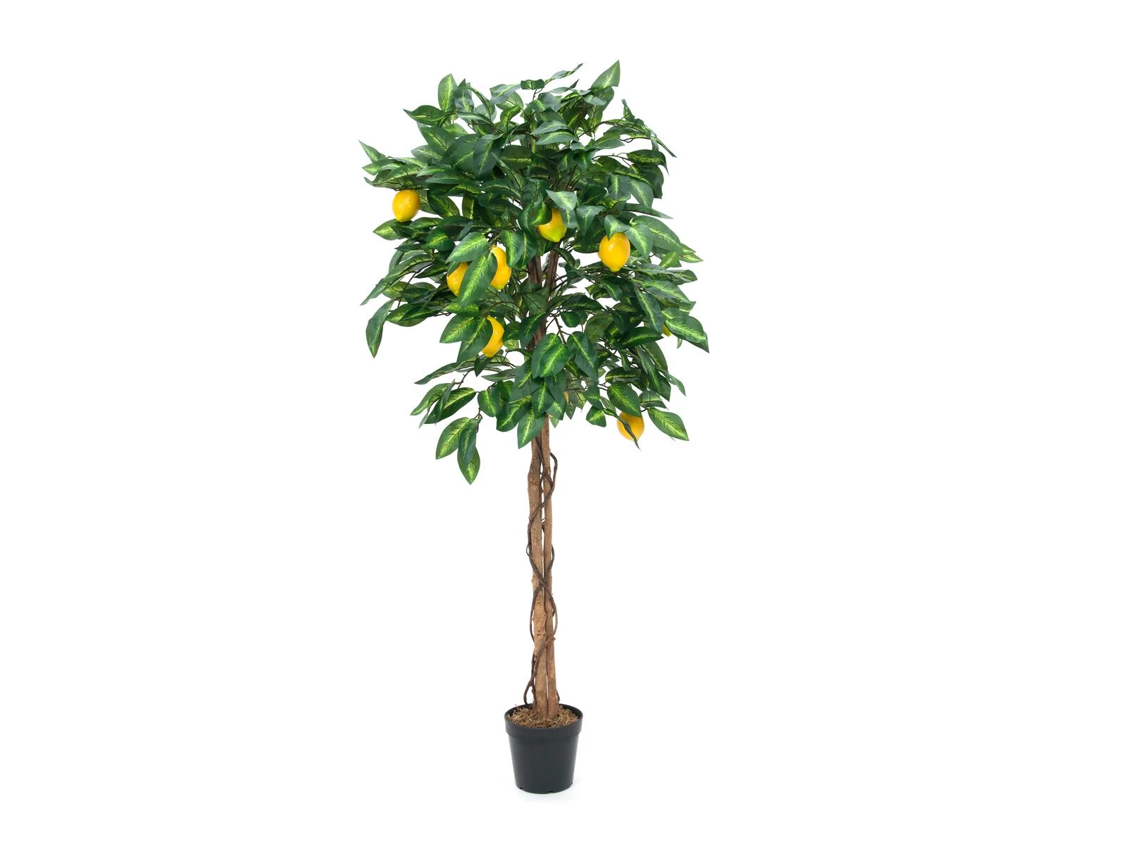 EUROPALMS mākslīgais citronkoks, 180cm 82507816