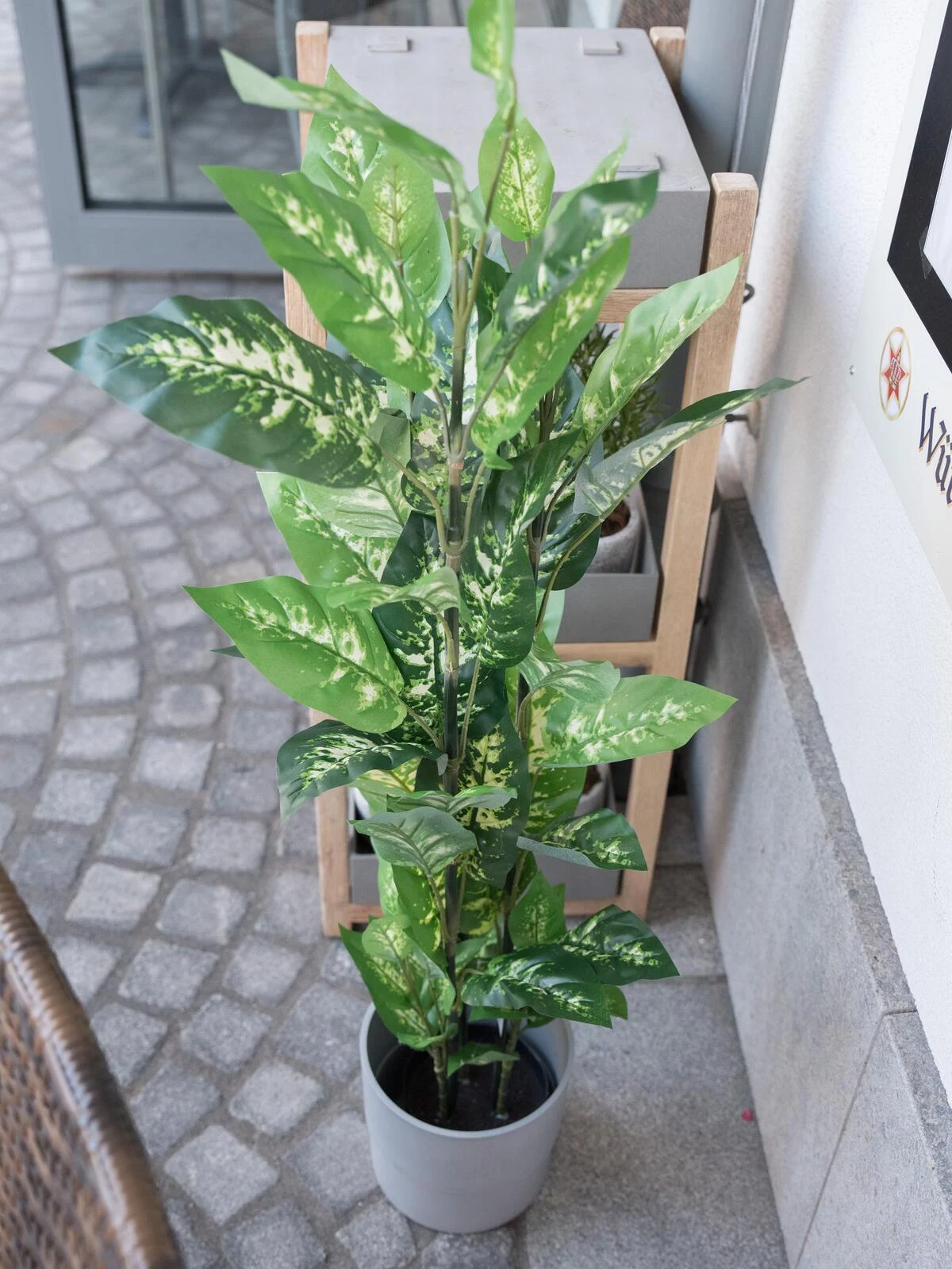 EUROPALMS Dieffenbachia mākslīgais augs 120cm 82508306