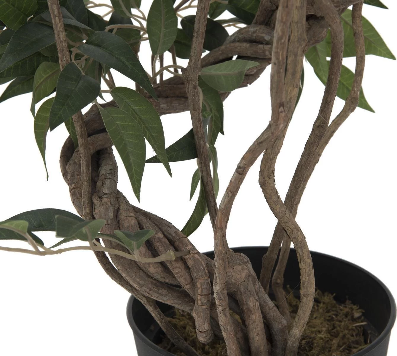 EUROPALMS Ficus Multi Spiral Trunk mākslīgais