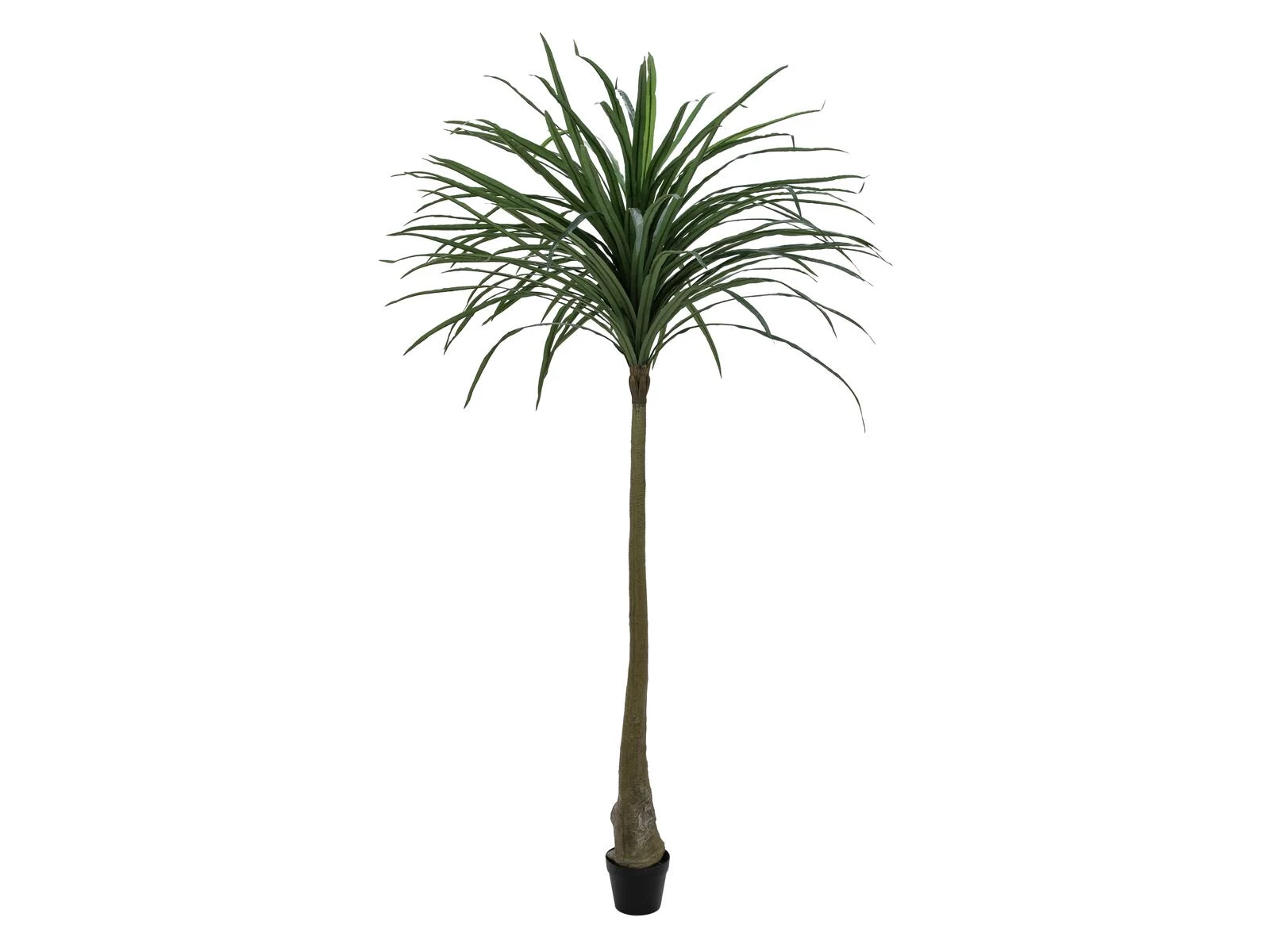 EUROPALMS Dracena mākslīgais augs, zaļš, 220cm