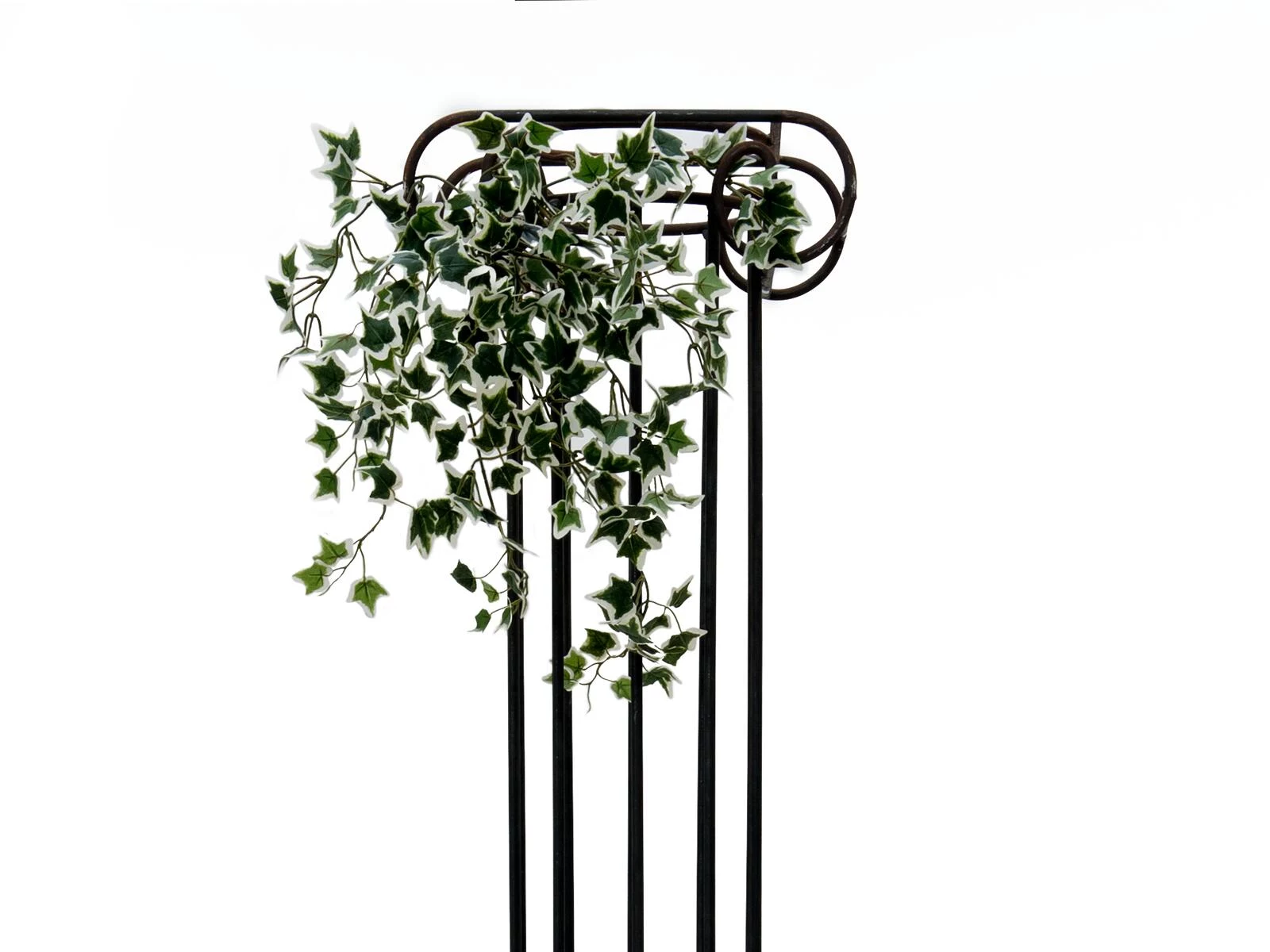 EUROPALMS Holland Ivy Hedge Screen Classic