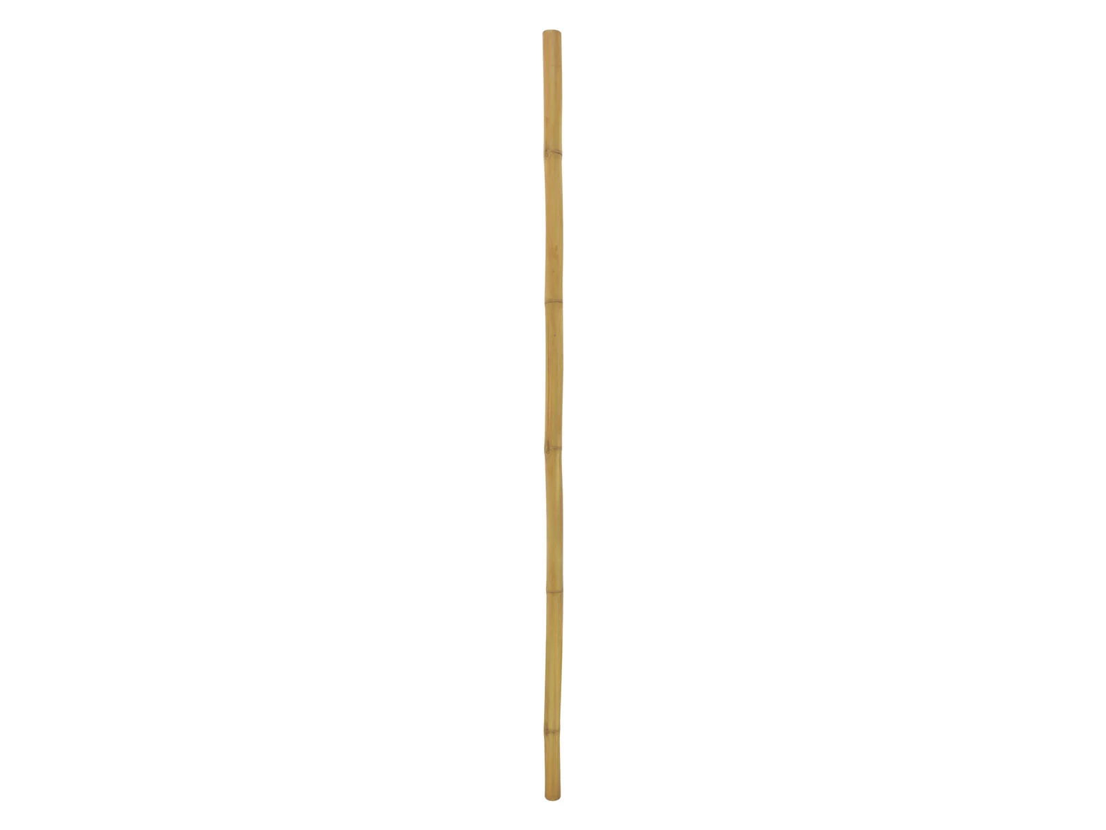 EUROPALMS bambusa stabs, Ø 5 cm