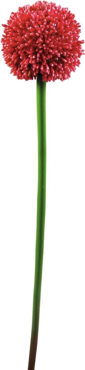 EUROPALMS mākslīgais Allium ziedkāts, sarkans, 55cm