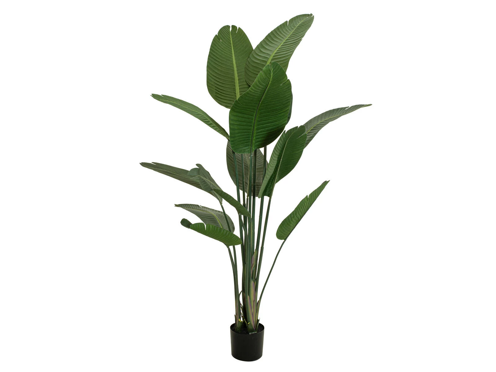 EUROPALMS Strelitzia mākslīgais augs, 170 cm