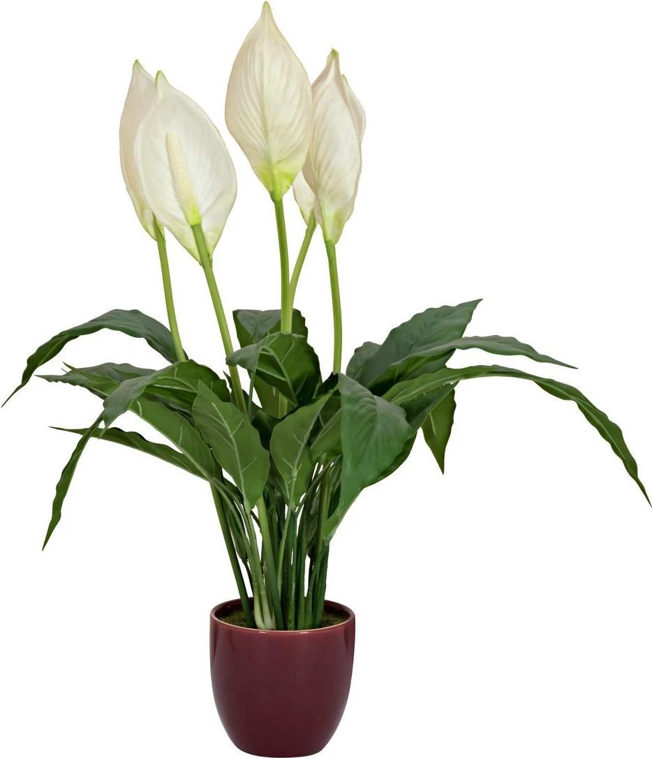 EUROPALMS mākslīgā miera lilija (Spathiphyllum), 60