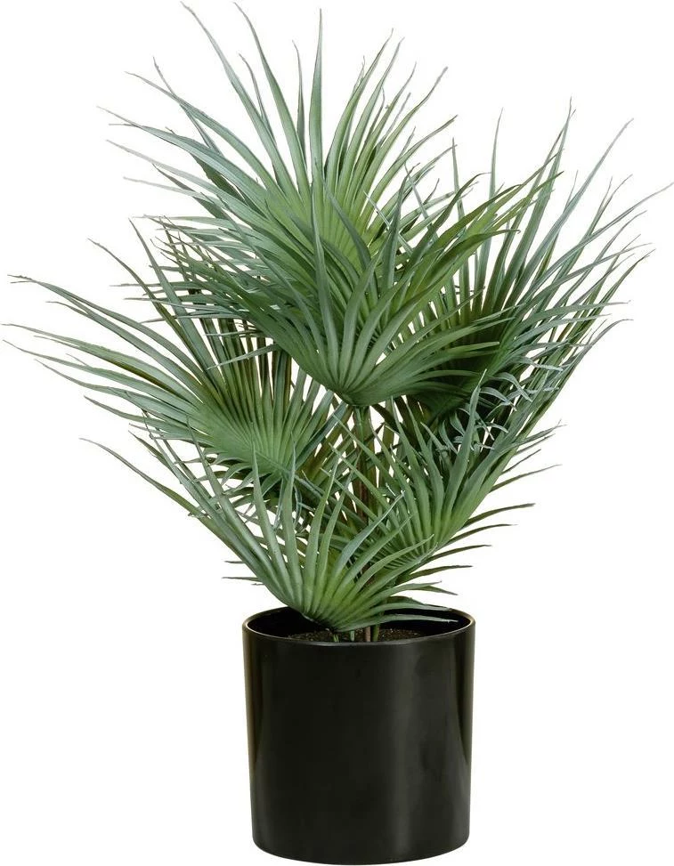 EUROPALMS mākslīgā vēdekļpalma podā, 55 cm