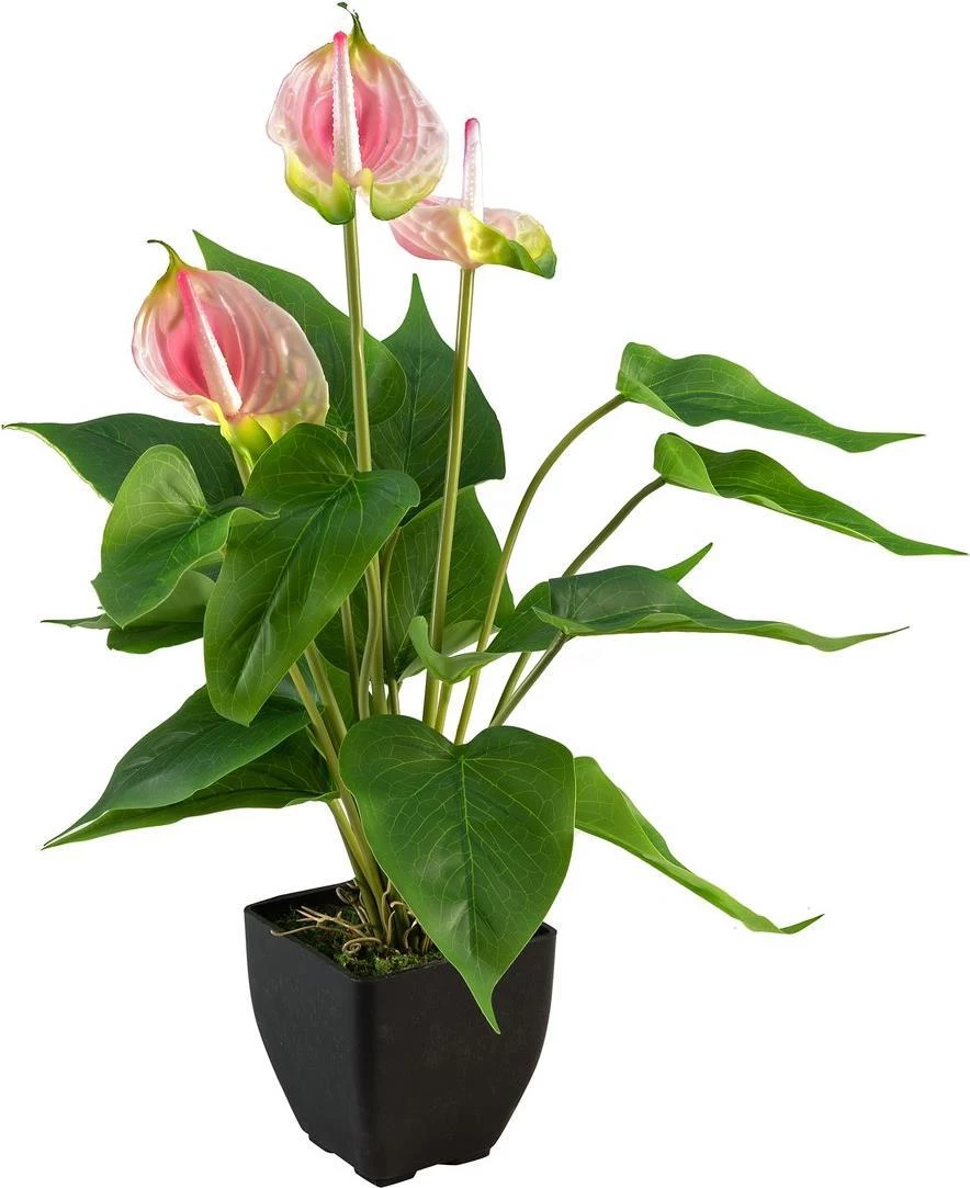 Mākslīgā anthurium EUROPALMS, balts-rozā 82540348