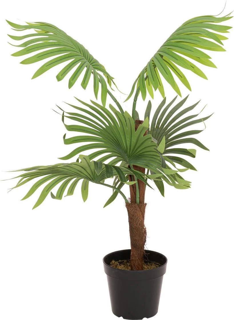 EUROPALMS Fan Palm mākslīgais augs, 88cm