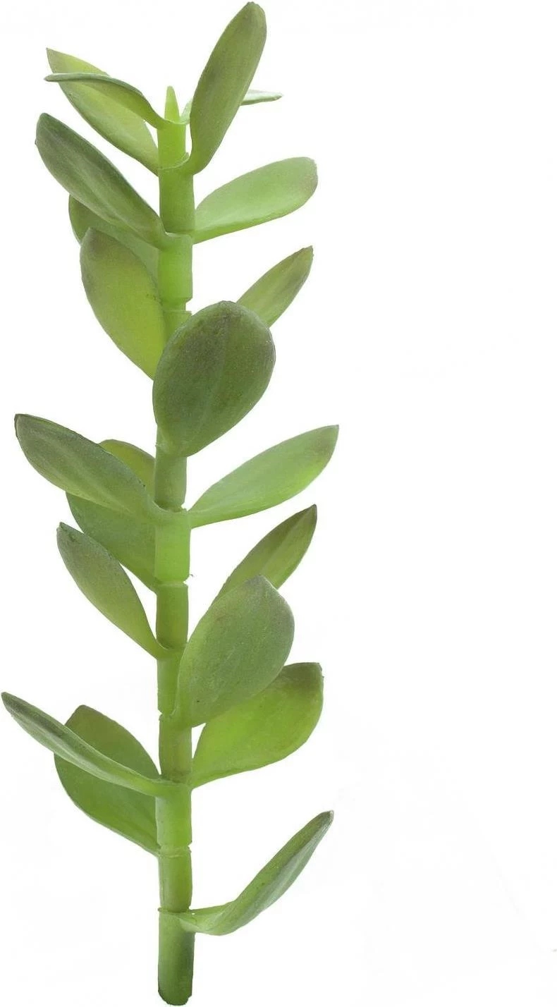 EUROPALMS Money Tree Sprout mākslīgais augs