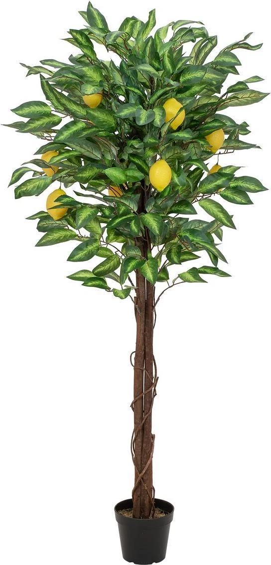 EUROPALMS mākslīgais citronkoks, 150cm 82507815