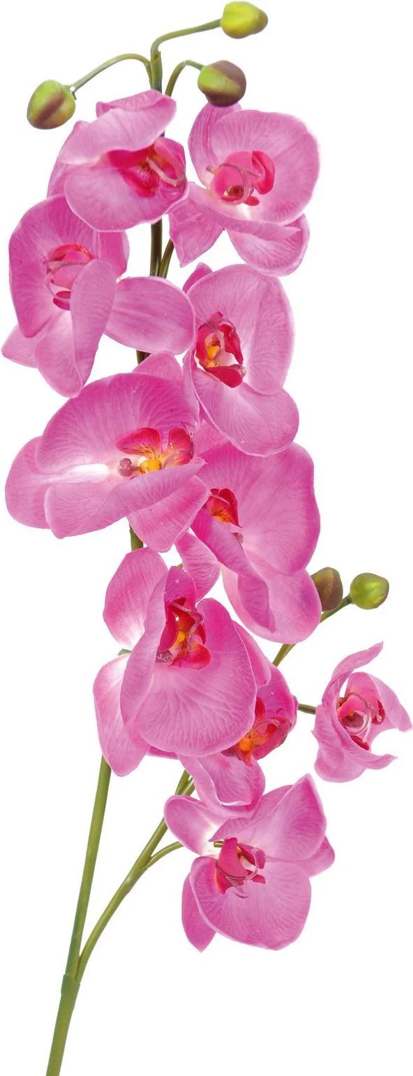 EUROPALMS mākslīgais orhidejas zars, violets, 100