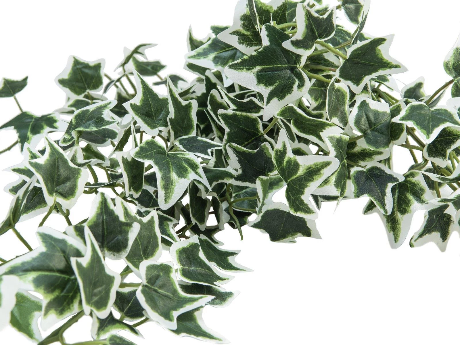 EUROPALMS Holland Ivy Bush Screen Classic
