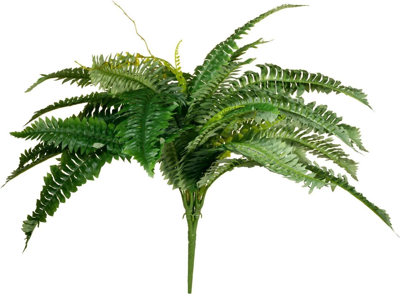 EUROPALMS Boston Fern mākslīgais augs, 53cm
